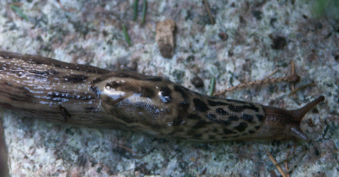 Den vackra, randiga pantersnigeln, _Limax maximus_, är 12-20 cm lång och gör inte heller någon skada.
Foto: Sylvia Svensson