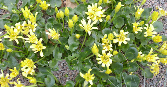Liten svalört, _Ranunculus kochii_.
Foto: Sylvia Svensson