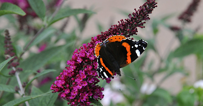 Buddleja davidii 'Buzz Velvet'. Foto: Sylvia Svensson