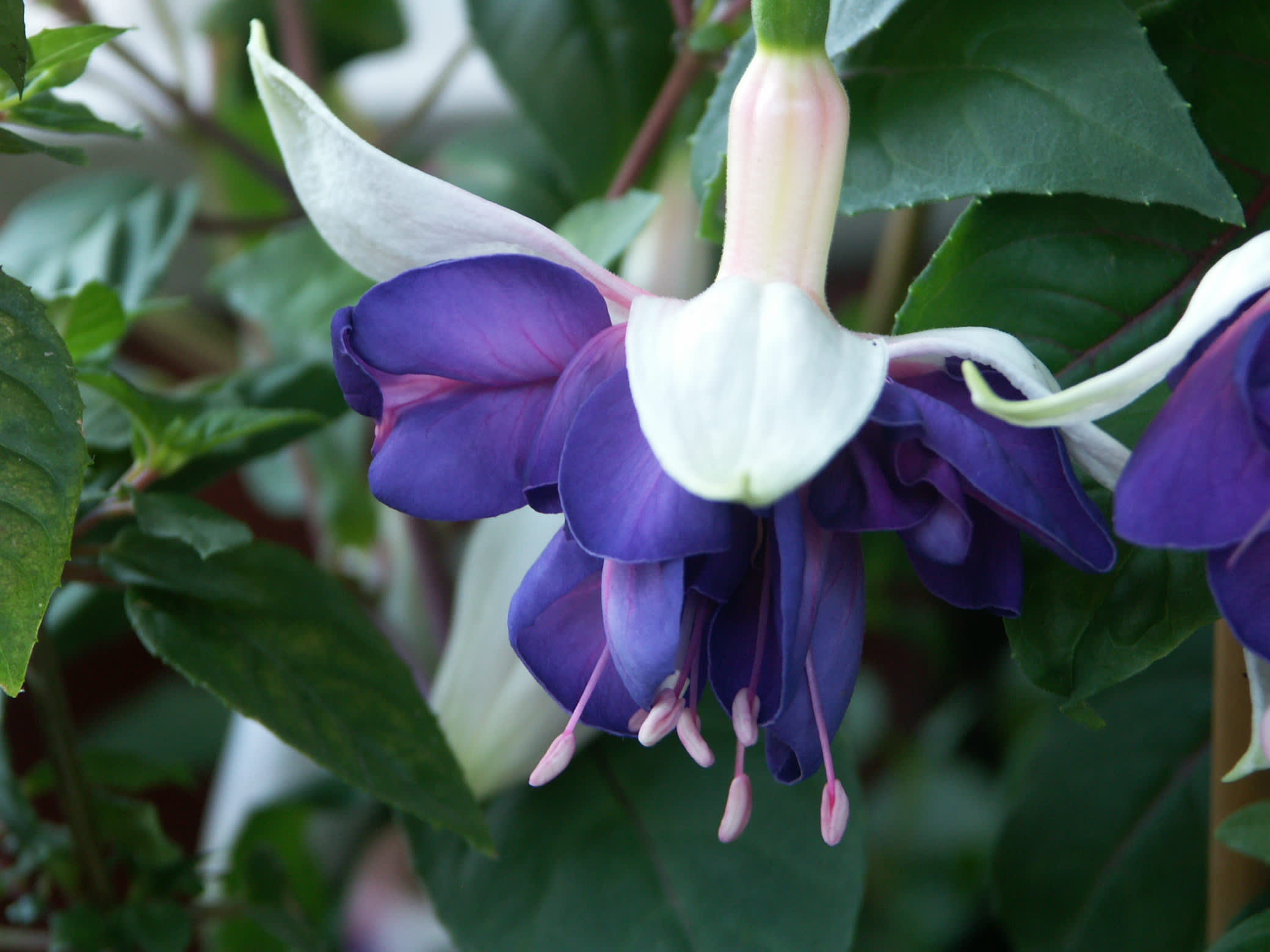 Fuchsia 'Carmel Blue'. Foto: Sylvia Svensson