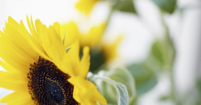 Solros, _Helianthus annuus_.