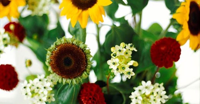 Solros, _Helianthus annuus_. Foto: Anna Skoog.