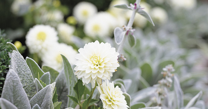 Dahlia och lammöron.
Foto: Blomsterfrämjandet