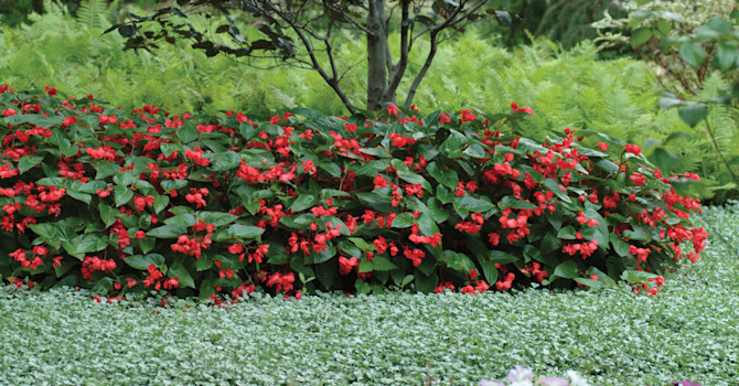 Begonia 'Dragon Wing' Red