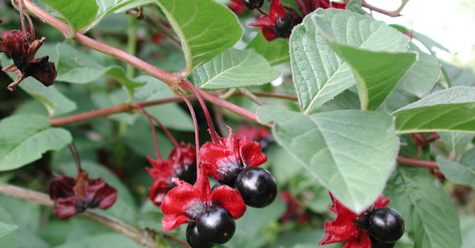 **Skärmtry**, _Lonicera involucrata_.
Foto: Sylvia Svensson
