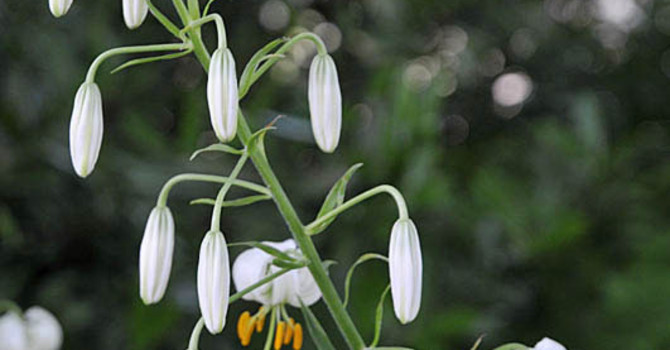 Vit krollilja, _Lilium martagon_ 'Album' lyser underbart från skuggorna. Foto: Sylvia Svensson