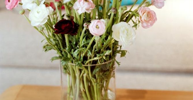 Bukettranunkel, _Ranunculus asiaticus_. Fotograf: Anna Skoog.