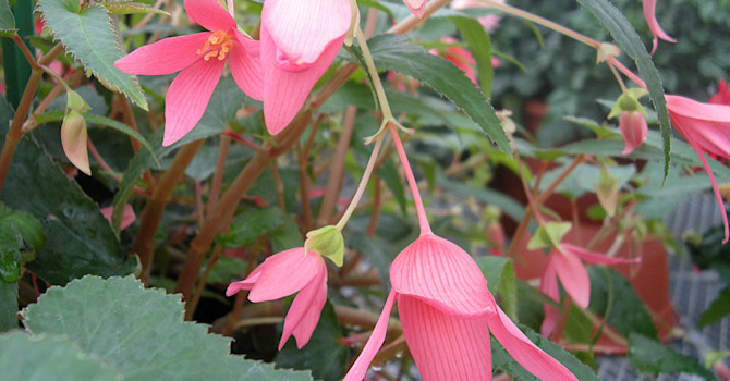 Boliviabegonia, _Begonia boliviensis_, 'Pink'. Foto: Sylvia Svensson