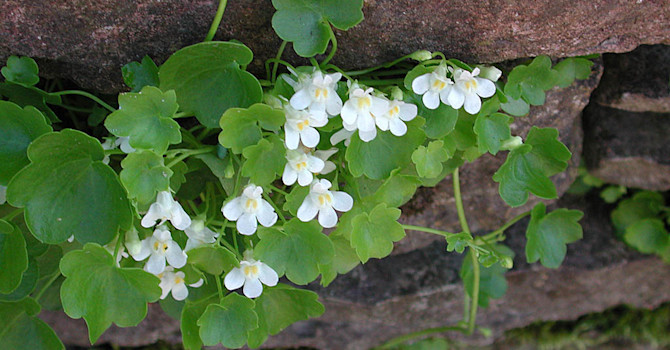 Vit murreva, _Cymbalaria muralis_ 'Alba'.
Foto: Sylvia Svensson