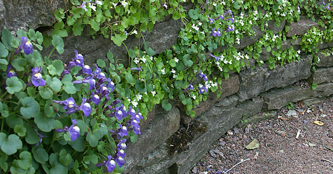 _Cymbalaria pallida_ och _Cymbalaria muralis_ 'Alba'.
Foto: Sylvia Svensson