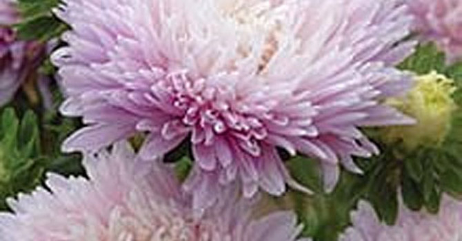 Sommaraster 'Kingsize Appleblossom'
Foto: Mr Fothergill's