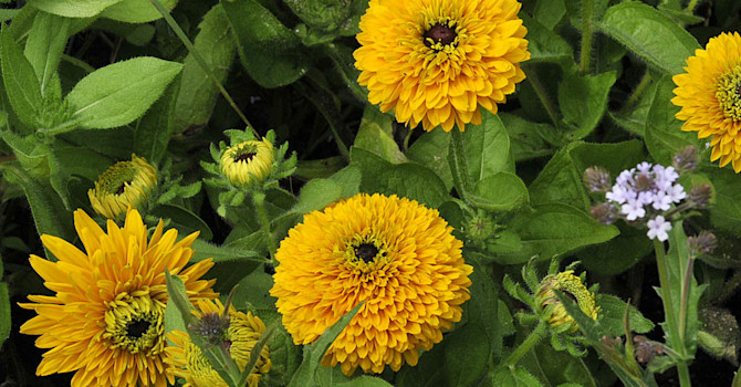 _Rudbeckia hirta_ var. _pulcherrima_ 'Maya'.
Foto: Bernt Svensson