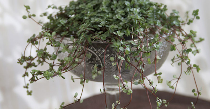 Pilea