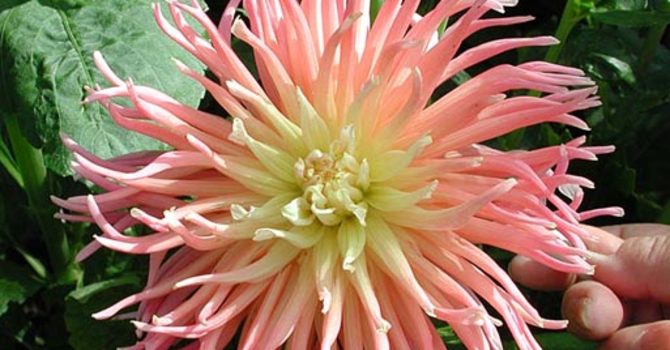 Dahlia 'Mrs Clemens Andries'.