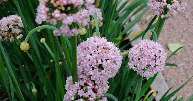 Blommor hos _Allium nutans_, sibirisk kantlök. Foto: Sylvia Svensson