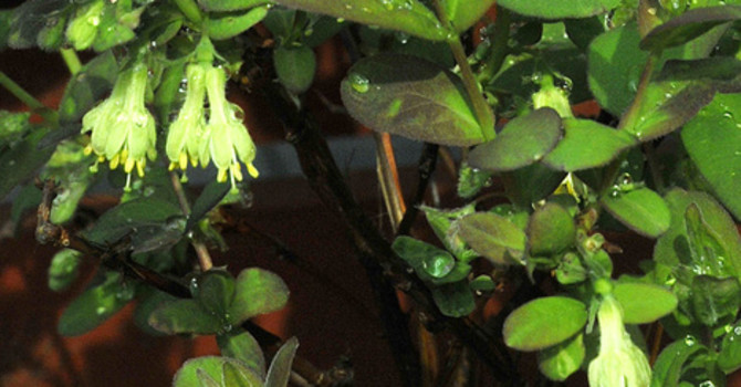 Blåbärstry, _Lonicera caerulea var. kamtschatica_. Blommor i närbild.
Foto: Bernt Svensson
