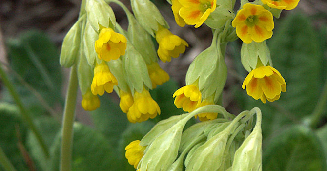 _Primula veris_, gullviva.
Foto: Sylvia Svensson
