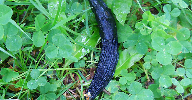Svart skogssnigel, _Arion ater_ på en stillsam tur i skogen.
Foto: Sylvia Svensson