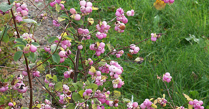 En rosa variant av **snöbär**, _Symphoricarpos x doorenbosii_ 'Mother of Pearl'.
Foto: Bernt Svensson