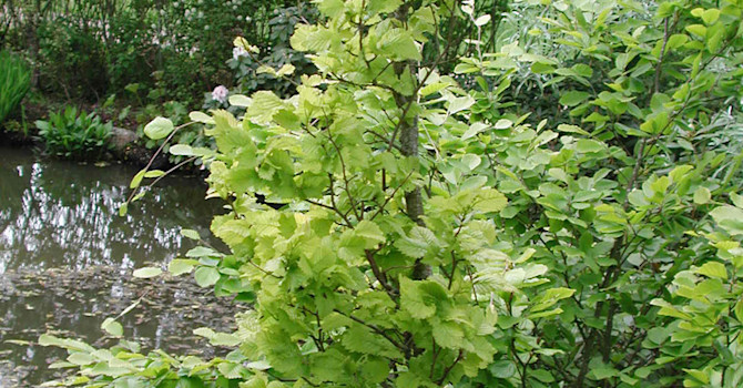 Pelarbok, _Fagus sylvatica_, 'Dawyck Gold'. Foto: Sylvia Svensson