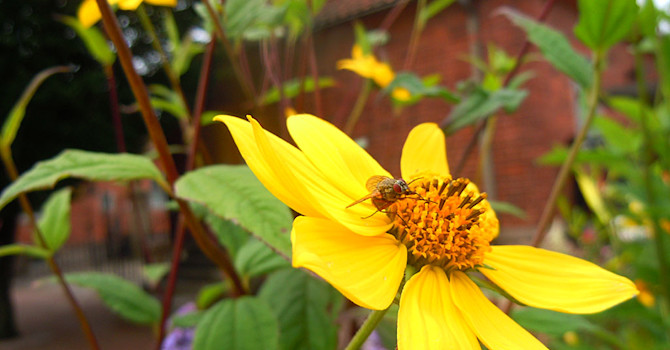 Dagöga, _Helianthus_ 'Summer Nights'.Foto: Sylvia Svensson