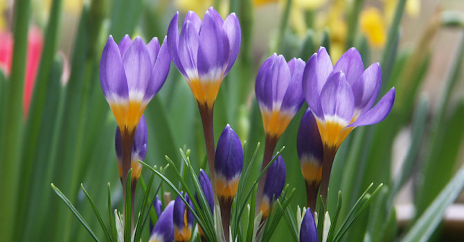 Grekisk krokus, Crocus sieberi. Foto: Sylvia Svensson