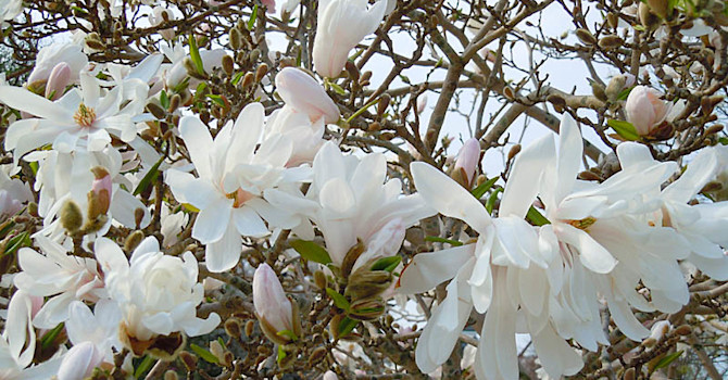 _M. stellata_ 'Centennial'.