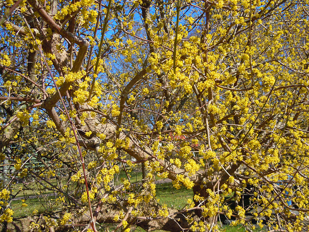 Ett gammalt körsbärskornellträd blommar ymnigt på våren. Foto: Sylvia Svensson 