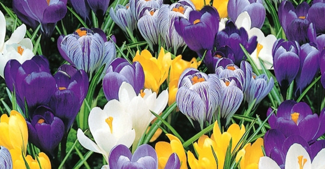 Botaniska krokus