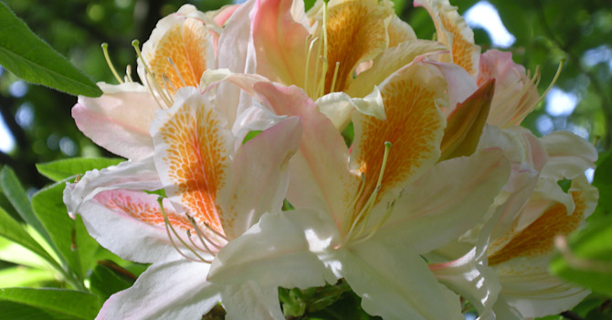 'Magnifica' Foto Sylvia Svensson