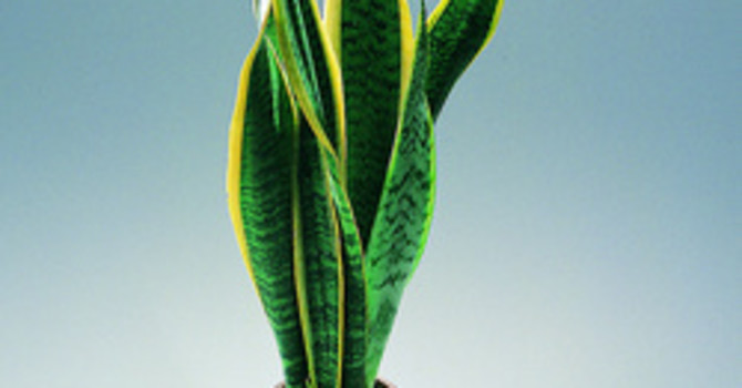Svärmorstunga, _Sansevieria trifasciata_, som solitär. Foto: Floradania