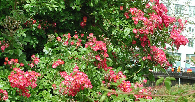 Vackra klätterrosen, _Rosa_ 'Maria Liesa' lyser i kvällssolen. Foto: Sylvia Svensson