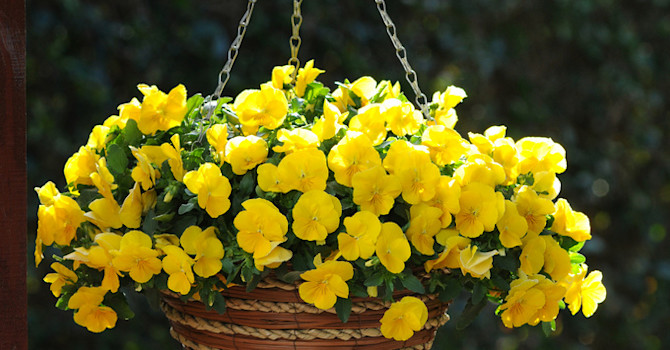 Pensé, _Viola x wittrockiana_, 'Cool Wave Yellow'.
Foto: Blomsterfrämjandet/Hörnhems