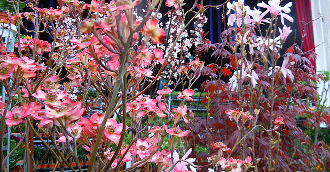 Blomsterkornell och andra exotiska träd till salu
Foto: Sylvia Svensson