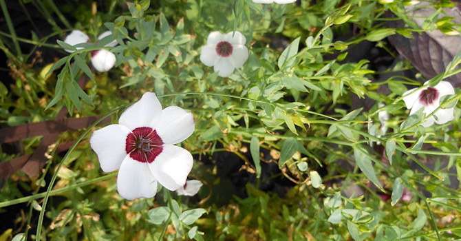 Blomsterlin Linum grandiflorum 'Bright Eyes' Foto: Sylvia Svensson