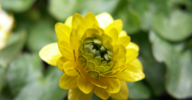 Svalört, _Ranunculus ficaria_, 'Flore Pleno'. Foto: Sylvia Svensson