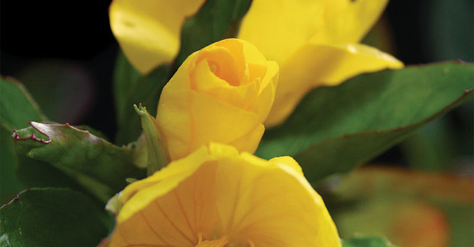 De stora blommorna har fyra välformade kronblad. Foto: Marie Andersson.