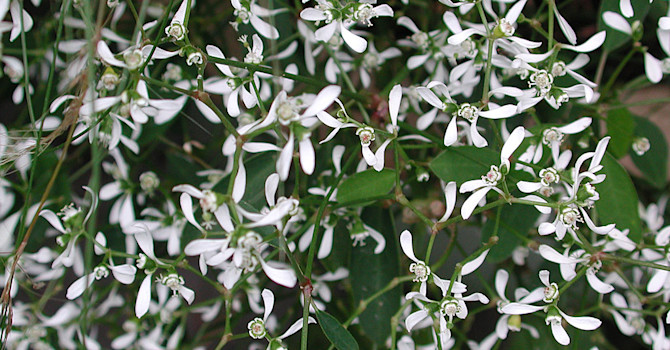 Euphorbia 'Diamond Frost', snötörel
Foto: Sylvia Svensson