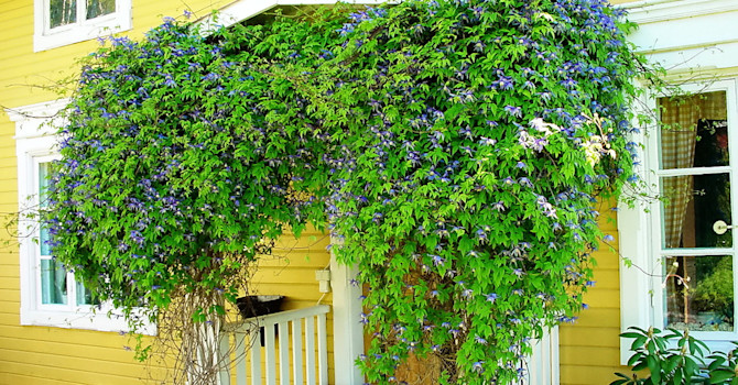 Alpklematis blommar magnifikt även på skuggsidan av en byggnad.