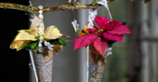 Minijulstjärnor hängande i små strutar på rad. Foto: Blomsterfrämjandet