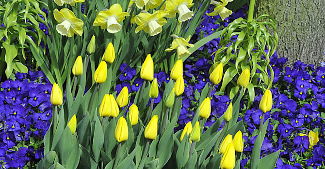Liseberg blommar 3
Foto: Bernt Svensson