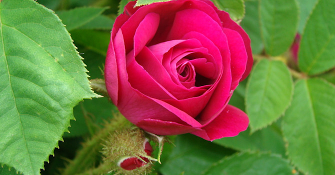 Hur du kan göra med dina rosor beror på om de bildar vackra nypon eller inte - antingen klippa bort eller låta de vissna blommorna sitta kvar.
Foto: Katarina Kihlberg