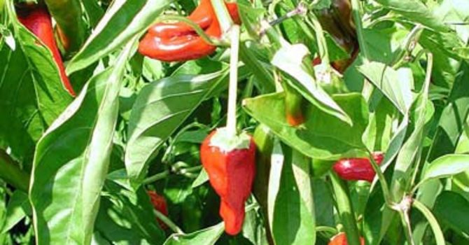 Vacker albansk chili, 'Slim Pim'. Foto: Sylvia Svensson