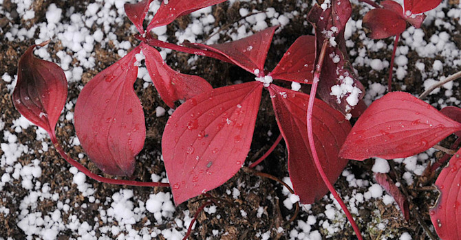 Nyplanterat amerikanskt hönsbär, _Cornus canadensis_, med häftig höstfärg.
Foto: Bernt Svensson