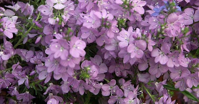Mattveronika, _Veronica prostrata_ 'Mrs Holt' blommar ljuvligt fint. Foto: Sylvia Svensson