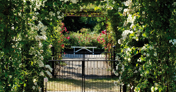 Kliv in i de blommande rosornas förtrollade värld!