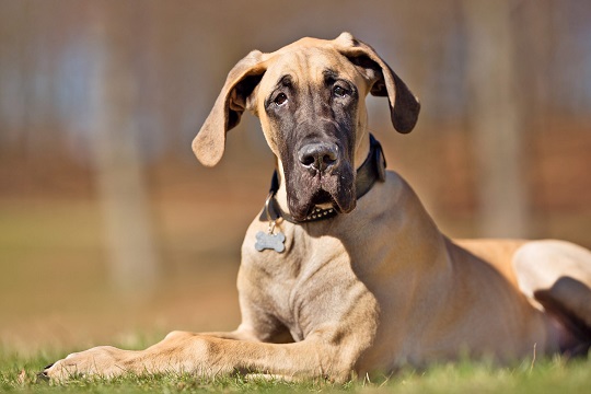 Calmest Dog Breeds