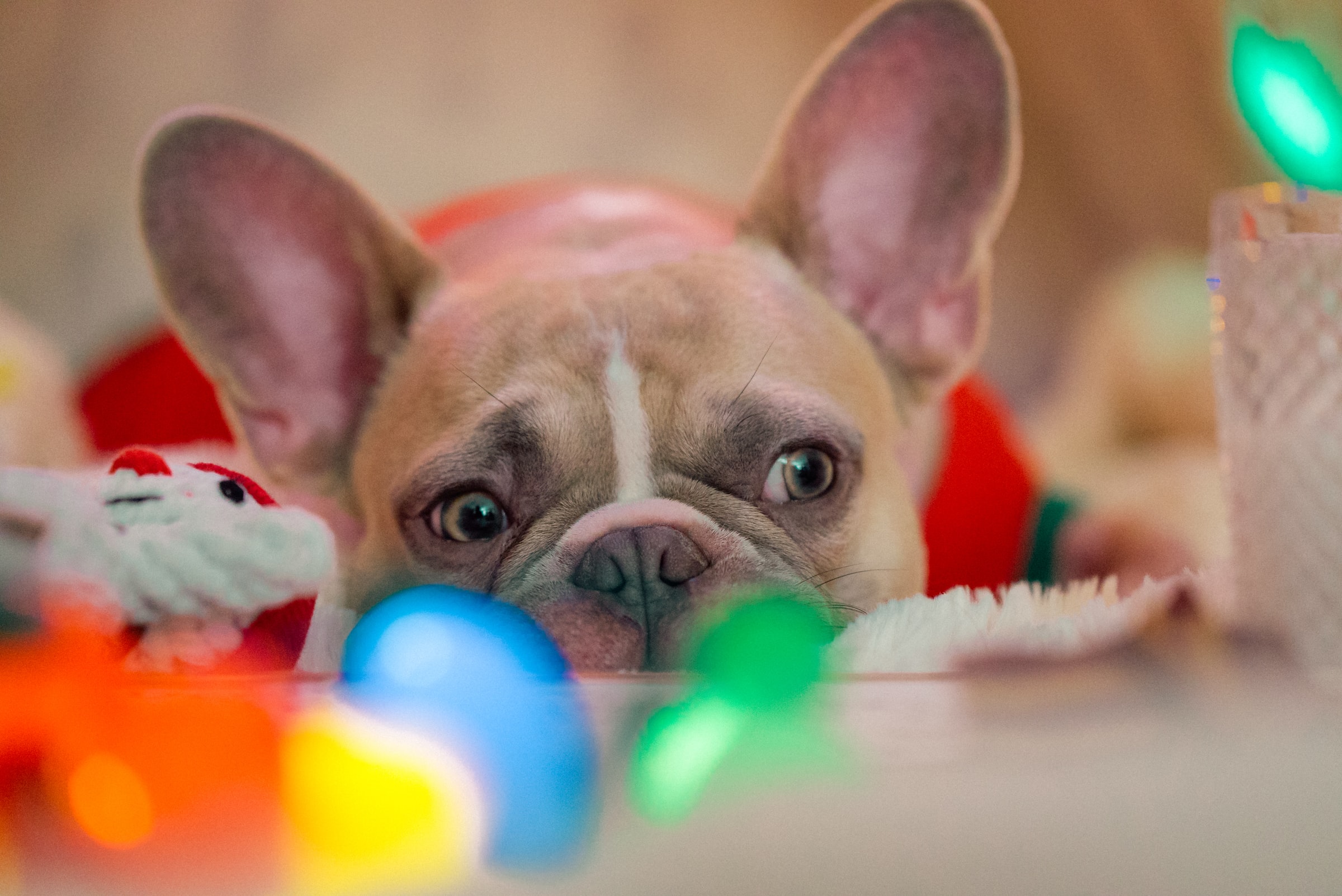 signs of heartworm disease in dogs