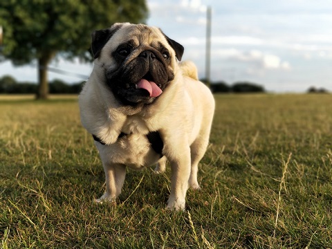 Pugs