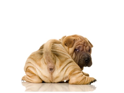 Calmest Dog Breeds